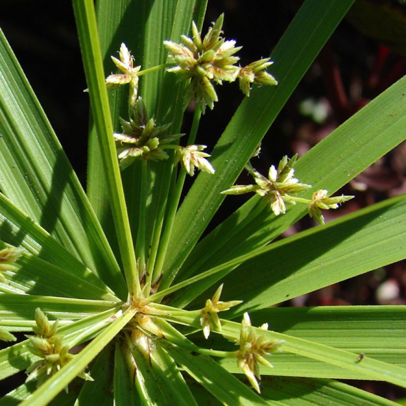 Cyperus involucratus - Parapluplant (Bloei)