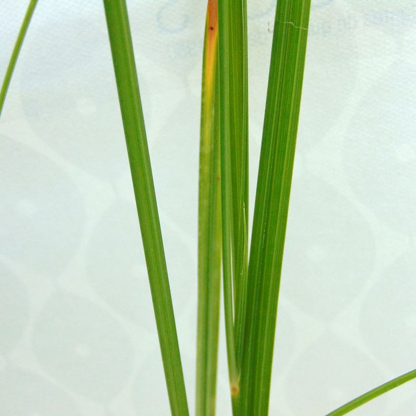 Cyperus longus - Rood cypergras (Foliage)
