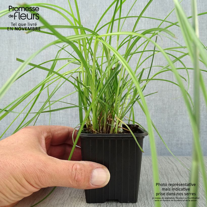 Exemplaar van Cyperus longus - Rood cypergras Kweekpotje van 8/9 cm zoals geleverd in de herfst