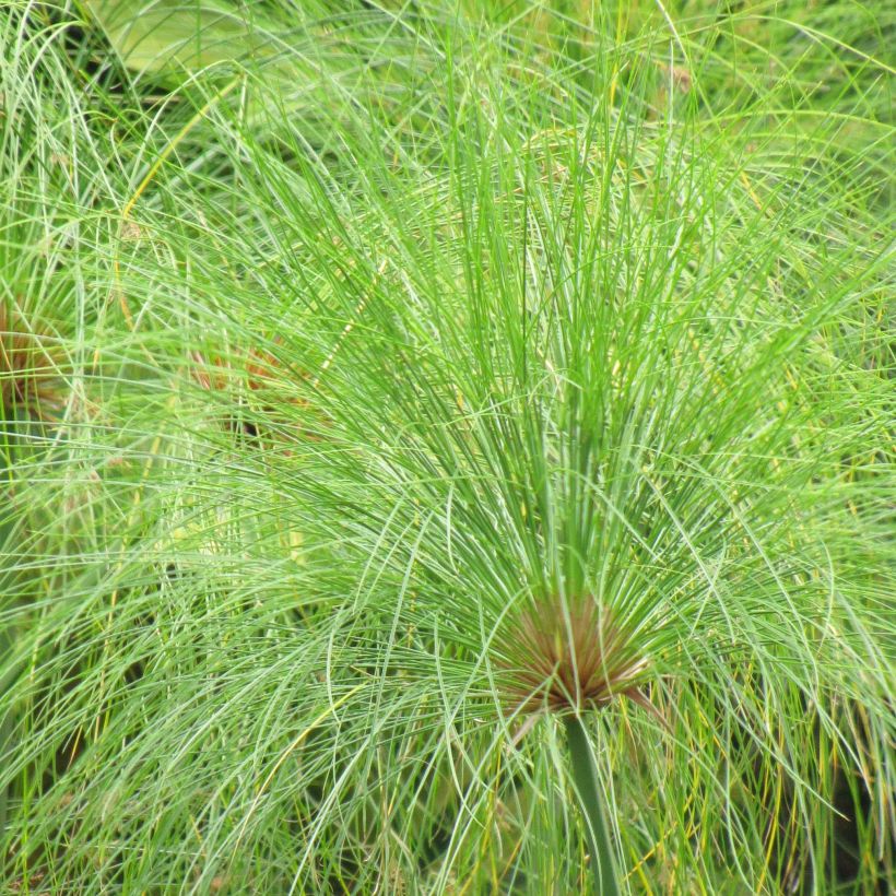 Cyperus papyrus - Papyrusplant (Blad)
