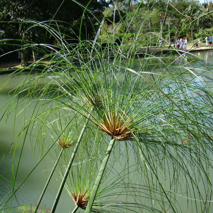 Cyperus papyrus - Papyrusplant (Groeiplaats)