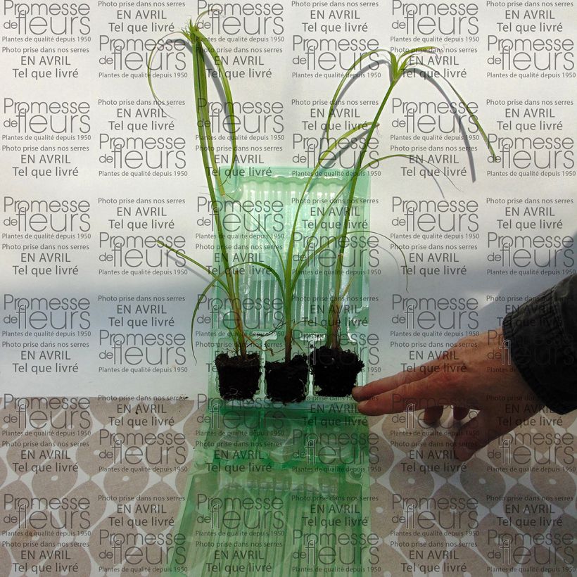 Voorbeeld van een exemplaar van Cyperus papyrus Akhenaton Mini-motte Ø 3/4 cm, Plant vert de 5 à 10 cm de haut zoals geleverd