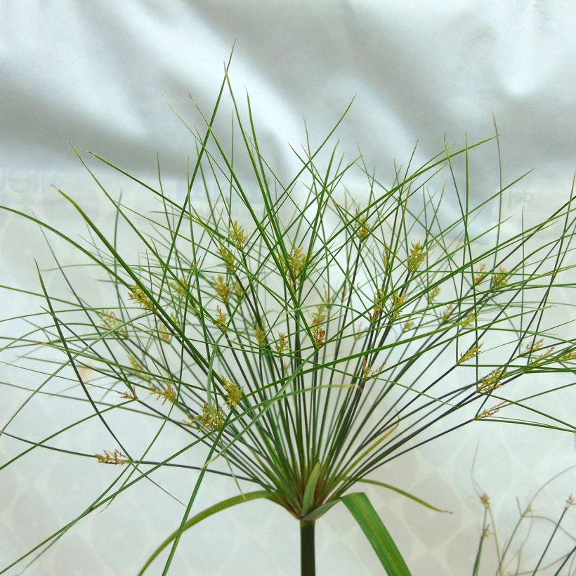 Cyperus papyrus Akhenaton - Papyrusplant (Bloei)