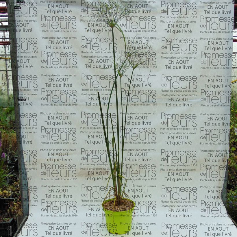Voorbeeld van een exemplaar van Cyperus papyrus Akhenaton - Papyrusplant Pot van 2 l/3 l zoals geleverd