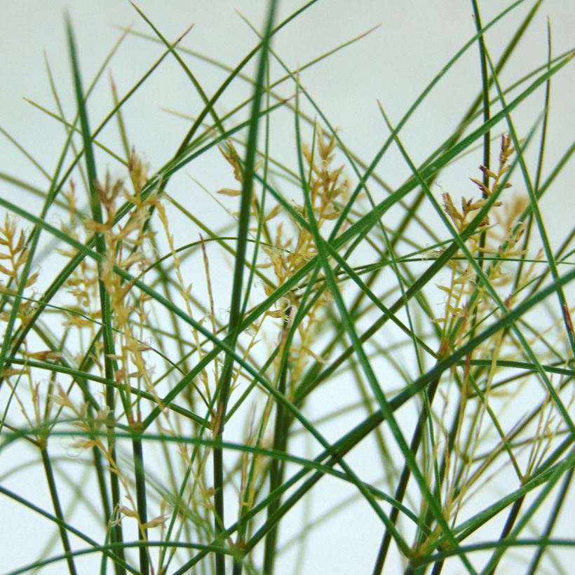 Cyperus papyrus - Papyrusplant (Bloei)