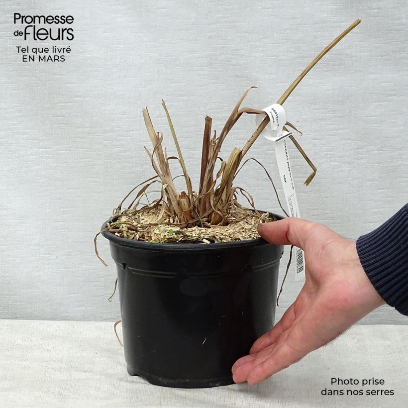 Exemplaar van Cyperus papyrus - Papyrusplant Pot van 2 l/3 l zoals geleverd in de lente