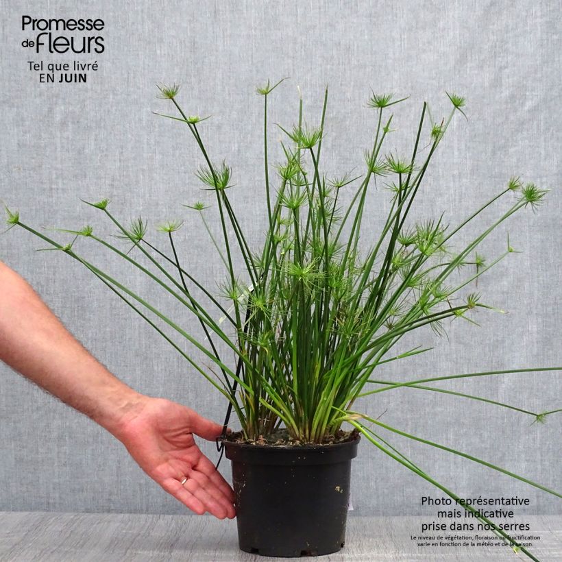 Exemplaar van Cyperus prolifer - Dwergpapyrus Pot van 3 l/4 l zoals geleverd in de zomer