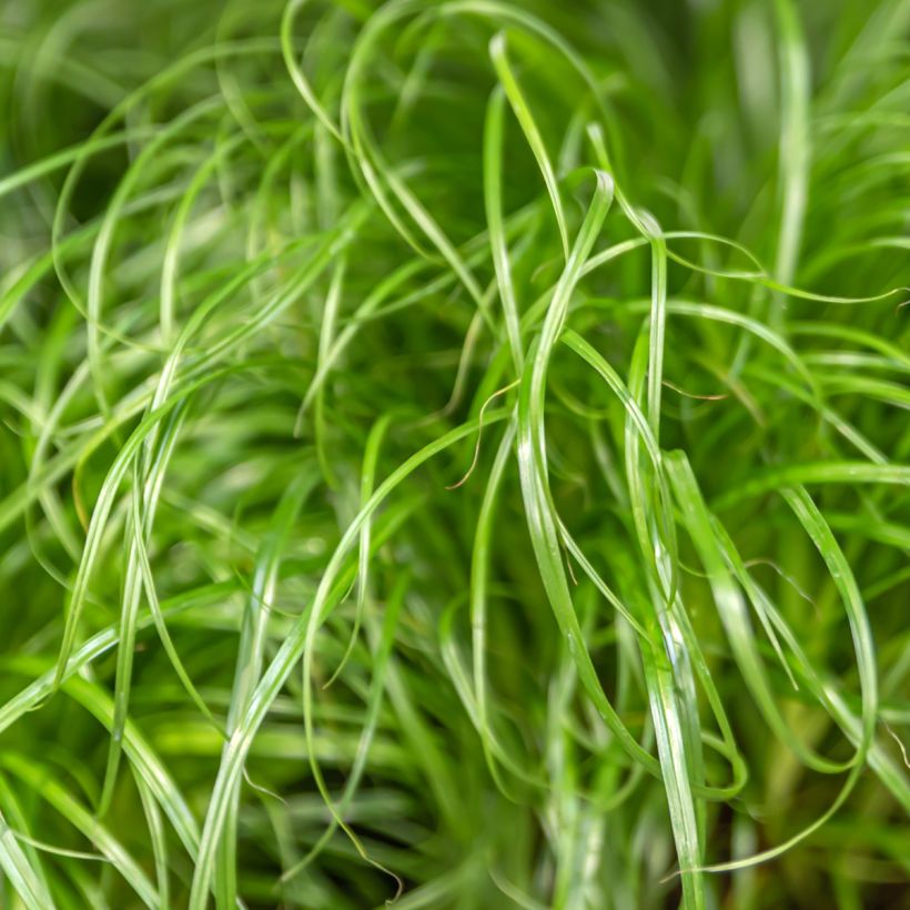 Cyperus alternifolius - Parapluplant zaden (Blad)