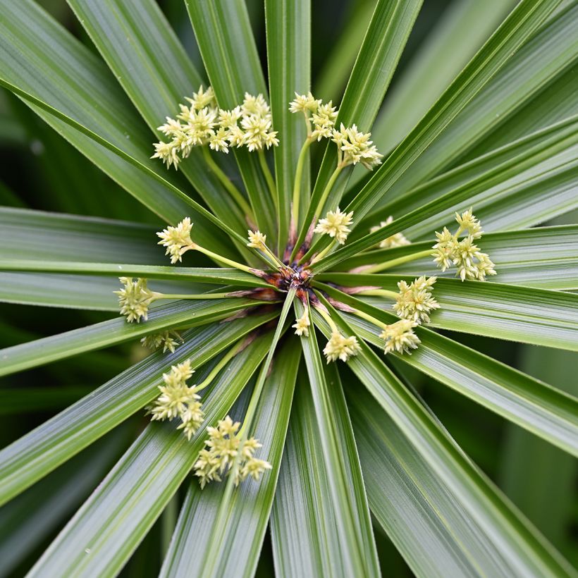 Cyperus alternifolius - Parapluplant zaden (Bloei)