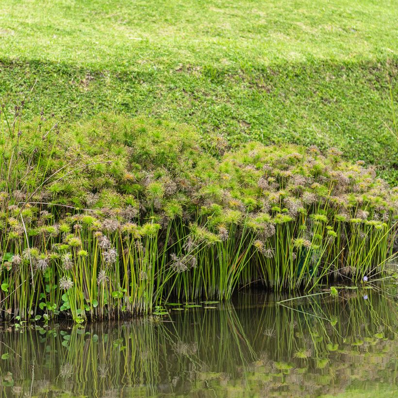 Cyperus alternifolius - Parapluplant zaden (Groeiplaats)