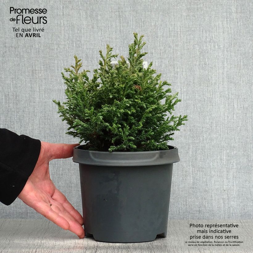 Exemplaar van Chamaecyparis pisifera Baby Blue - Schijncipres Pot van 3 l/4 l zoals geleverd in de lente