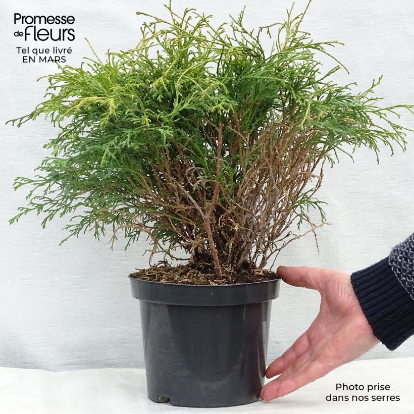 Exemplaar van Chamaecyparis pisifera Filifera - Schijncipres Pot van 2 l/3 l zoals geleverd in de lente