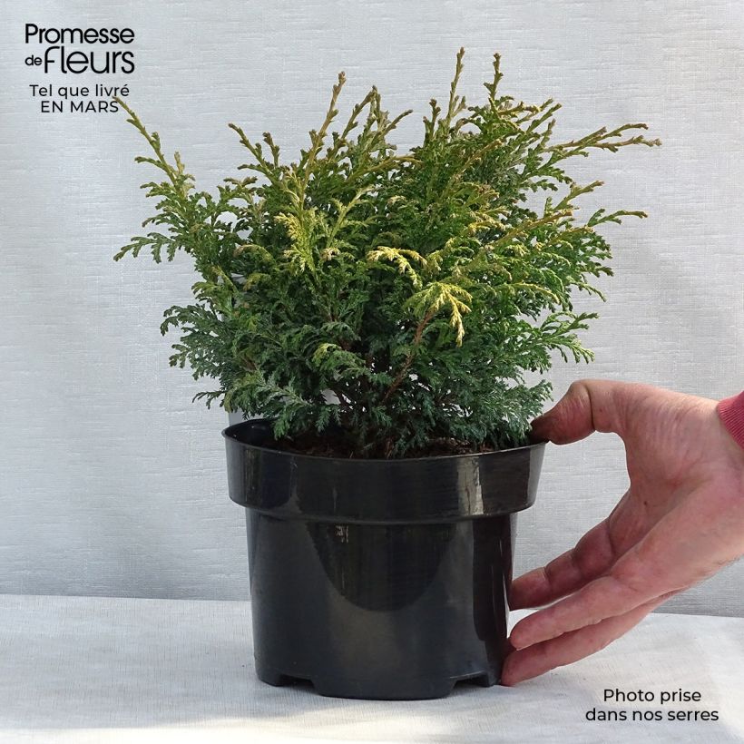 Exemplaar van Chamaecyparis pisifera Golden Pincushion - Schijncipres Pot van 2 l/3 l zoals geleverd in de lente