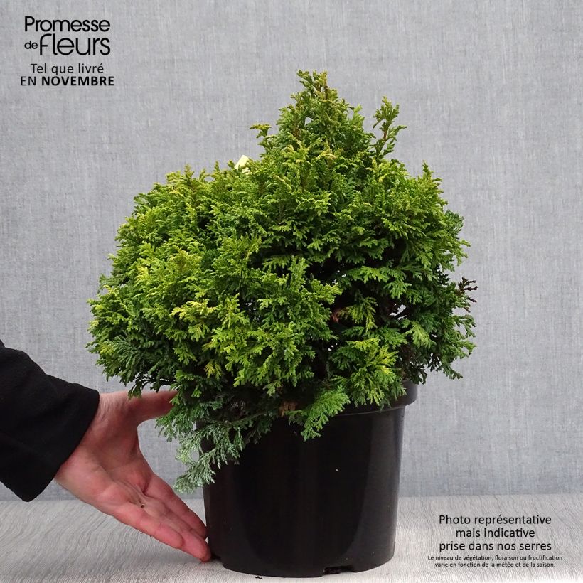 Exemplaar van Chamaecyparis pisifera Golden Pincushion - Schijncipres Pot van 4 l/5 l zoals geleverd in de herfst