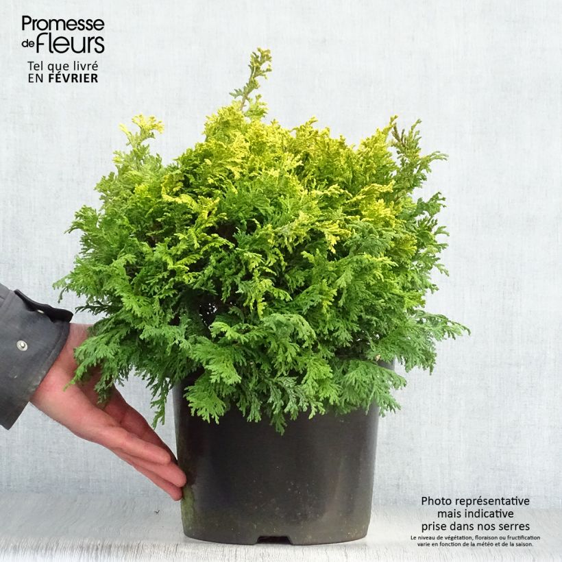 Example of Chamaecyparis pisifera Golden Pincushion - Cyprès Sawara Pot van 4 l/5 l as you get in hiver
