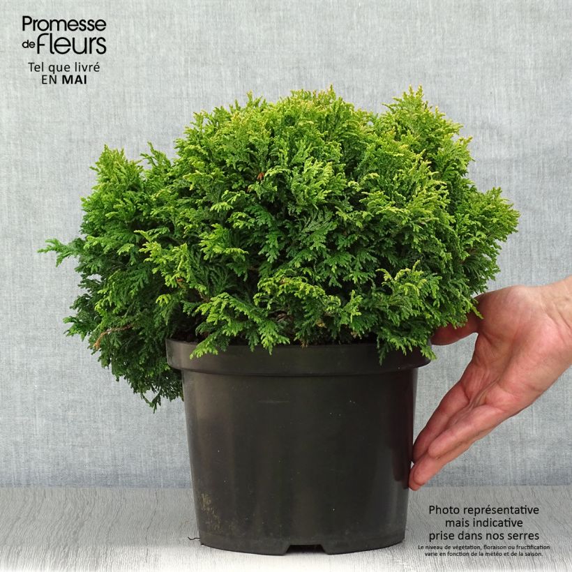 Exemplaar van Chamaecyparis pisifera Golden Pincushion - Schijncipres Pot van 4 l/5 l zoals geleverd in de lente