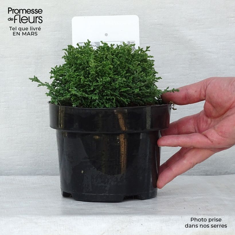 Example of Cyprès Sawara - Chamaecyparis pisifera Hime-Sawara Pot van 2 l/3 l as you get in hiver
