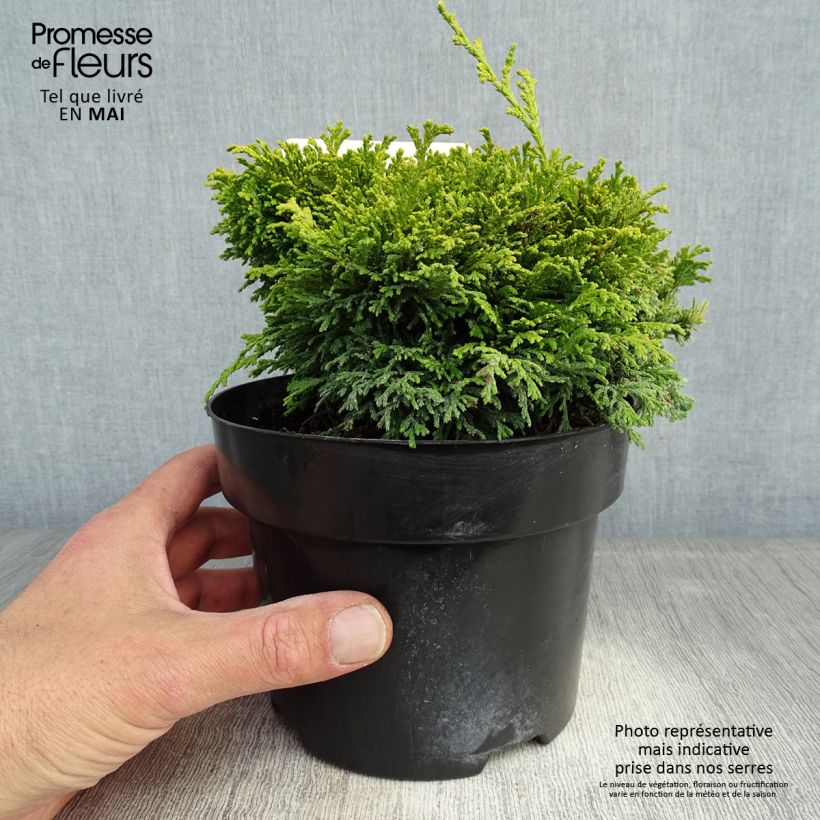 Exemplaar van Chamaecyparis pisifera Hime-sawara - Schijncipres Pot van 2 l/3 l zoals geleverd in de lente