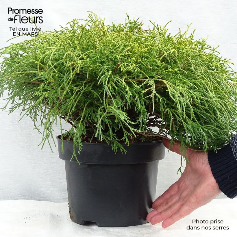 Example of Cyprès Sawara - Chamaecyparis pisifera Sungold                   Pot van 3 l/4 l as you get in hiver