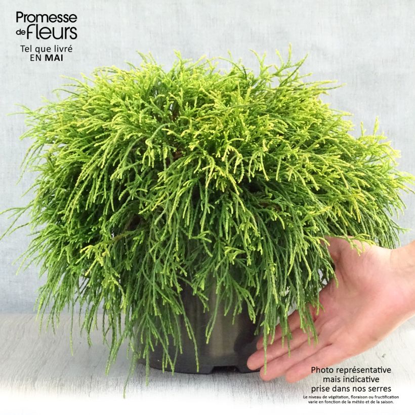 Exemplaar van Chamaecyparis pisifera Sungold - Schijncipres Pot van 7,5 l/10 l zoals geleverd in de lente
