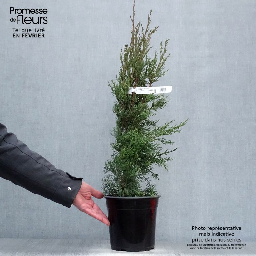 Example of Cupressus sempervirens Garda - Cyprès d'Italie, de Provence Pot van 4 l/5 l as you get in hiver