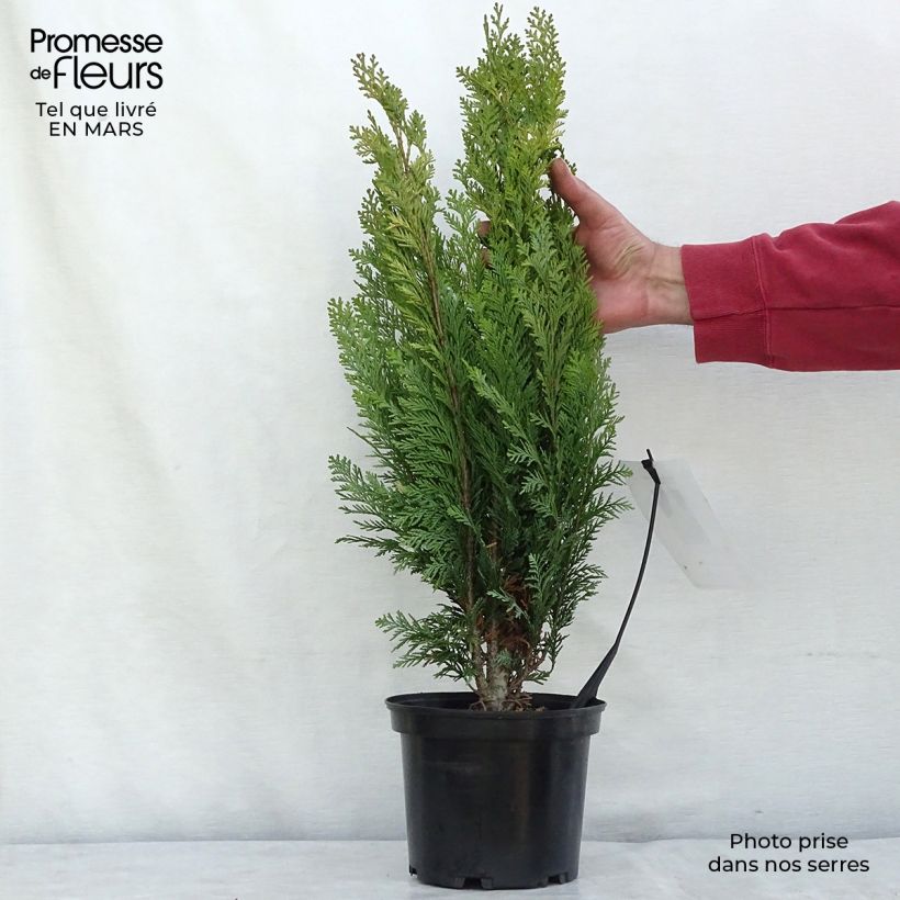 Example of Chamaecyparis lawsoniana Alumigold - Cyprès de Lawson  Pot van 2 l/3 l as you get in hiver