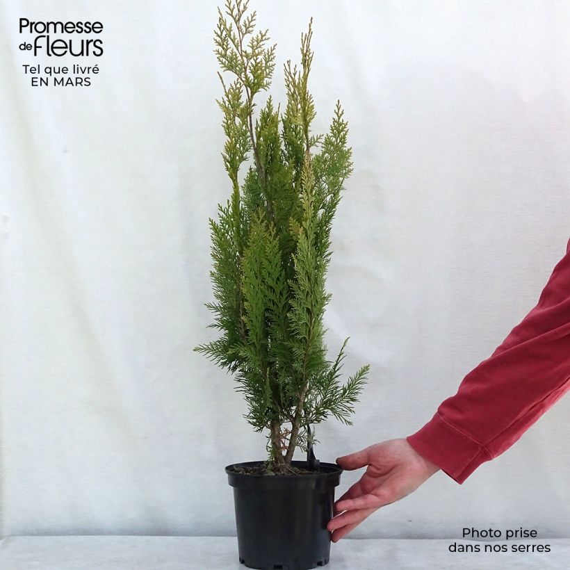 Example of Chamaecyparis lawsoniana Alumigold - Cyprès de Lawson  Pot van 7,5 l/10 l as you get in hiver