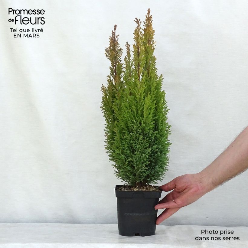 Example of Chamaecyparis lawsoniana Ellwood's Gold -Cyprès de Lawson  Pot van 2 l/3 l as you get in hiver