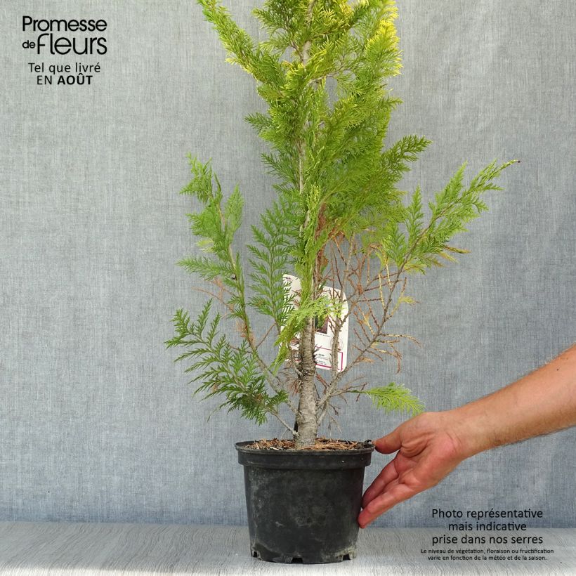 Exemplaar van Chamaecyparis lawsoniana Ivonne - Californische cipres Pot van 2 l/3 l zoals geleverd in de zomer