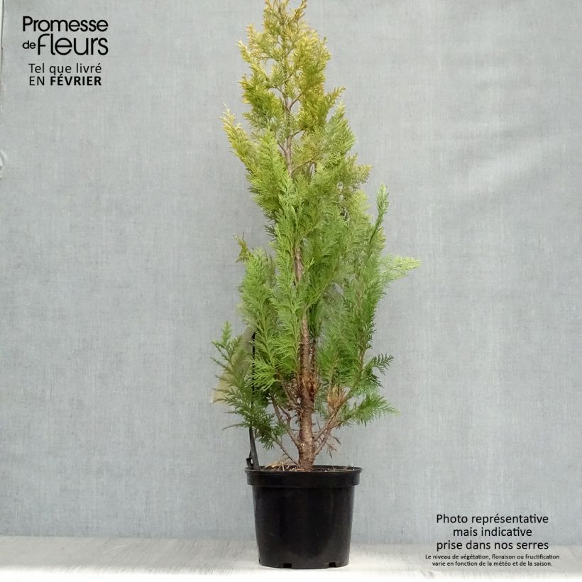 Example of Chamaecyparis lawsoniana Ivonne - Californische cipres Pot van 2 l/3 l as you get in hiver