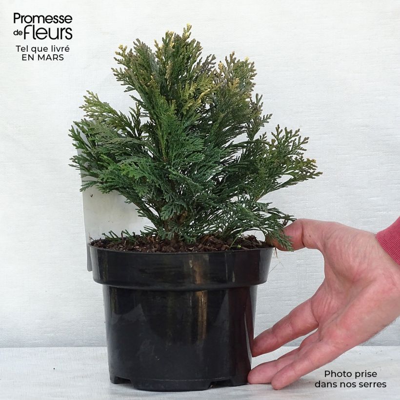Example of Cyprès de Lawson - Chamaecyparis lawsoniana Pygmaea Argentea Pot van 2 l/3 l as you get in hiver