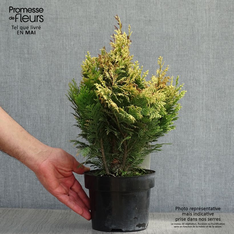 Exemplaar van Chamaecyparis lawsoniana Pygmaea Argentea - Californische cipres Pot van 2 l/3 l zoals geleverd in de lente