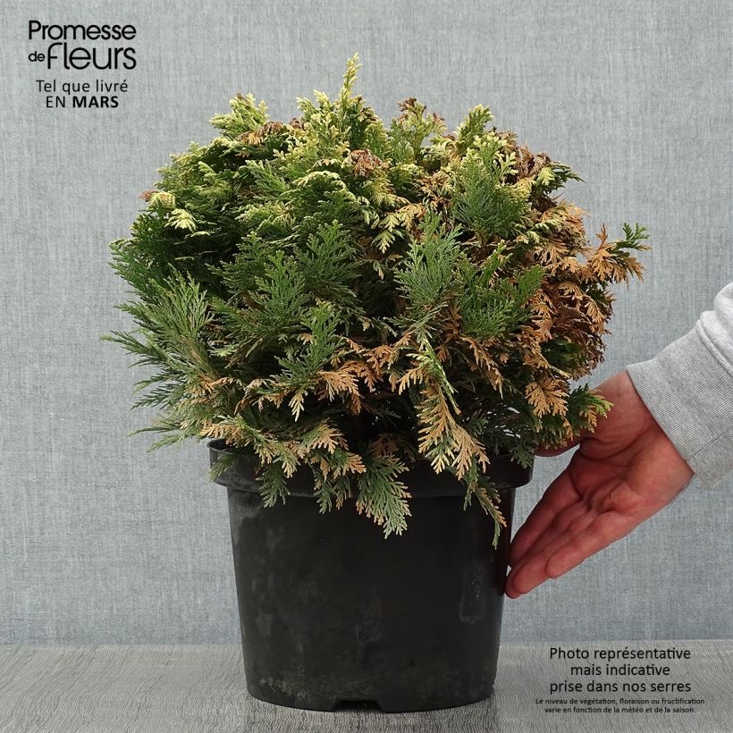 Example of Cyprès de Lawson - Chamaecyparis lawsoniana Pygmaea Argentea Pot van 4 l/5 l as you get in hiver
