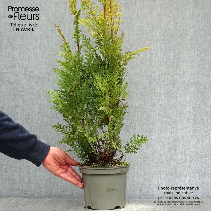 Exemplaar van Chamaecyparis lawsoniana Stardust - Californische cipres Pot van 2 l/3 l zoals geleverd in de lente