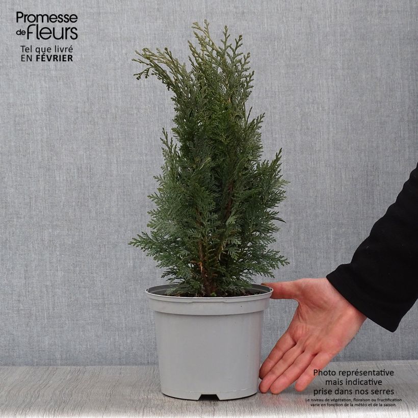 Example of Cyprès de Lawson - Chamaecyparis lawsoniana White Spot Pot van 2 l/3 l as you get in hiver