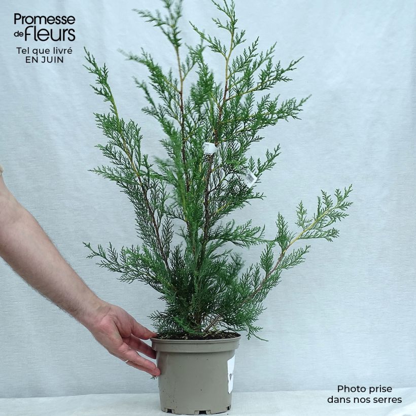 Exemplaar van Cupressocyparis leylandii Castlewellan Gold - Leylandcipres Pot van 2 l/3 l zoals geleverd in de zomer