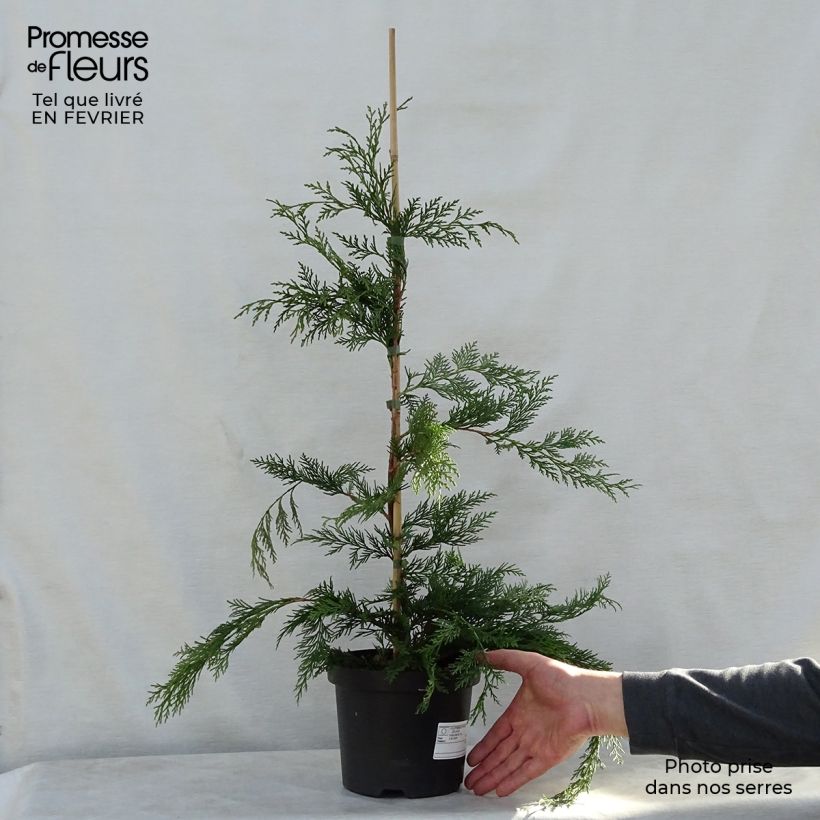Example of Cupressocyparis leylandii Castlewellan Gold - Leylandcipres Pot van 2 l/3 l as you get in hiver