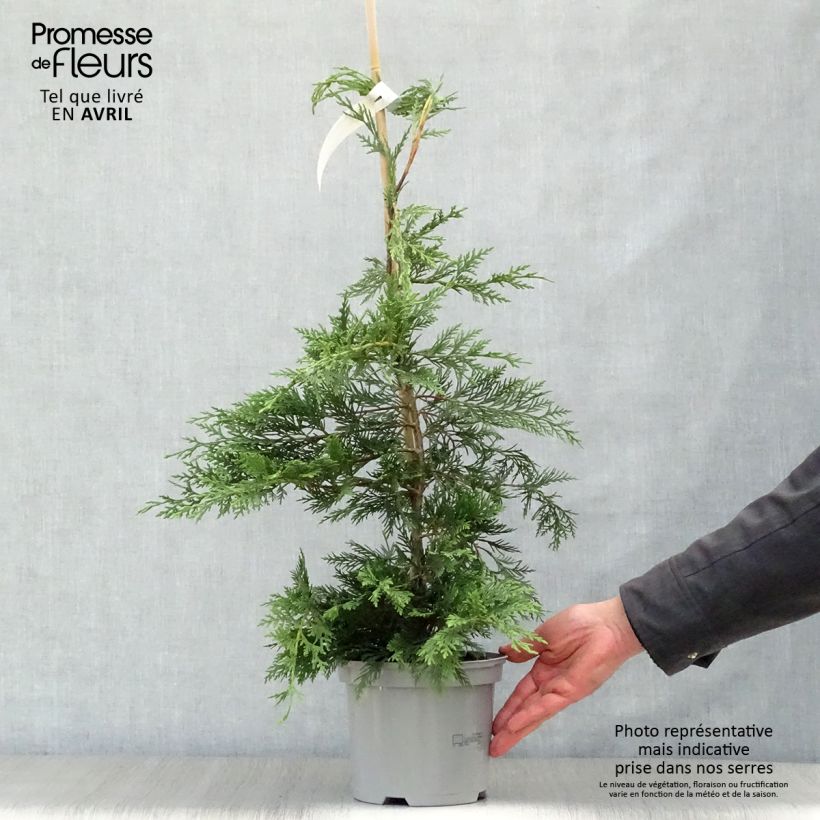 Exemplaar van Cupressocyparis leylandii Castlewellan Gold - Leylandcipres Pot van 2 l/3 l zoals geleverd in de lente