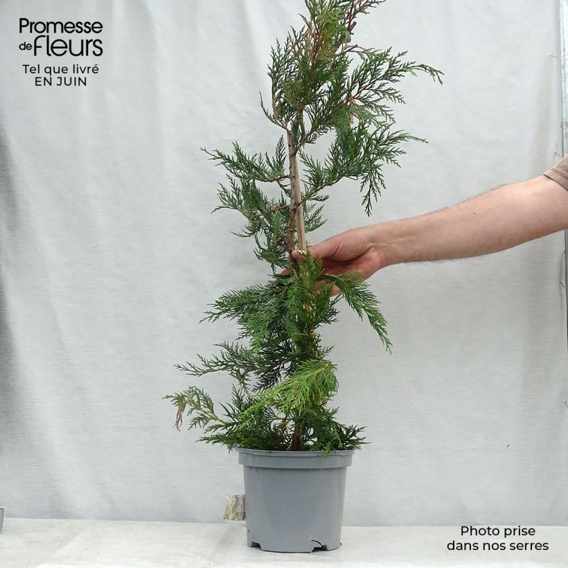 Exemplaar van Cupressocyparis leylandii Castlewellan Gold - Leylandcipres Pot van 4 l/5 l zoals geleverd in de zomer