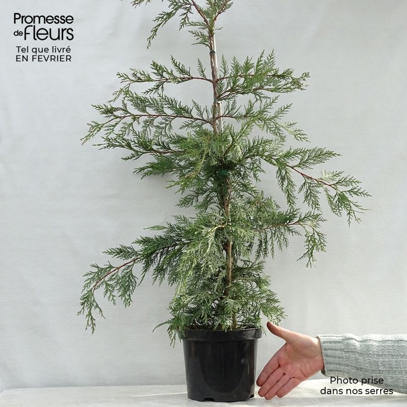 Example of Cupressocyparis leylandii Castlewellan Gold - Leylandcipres Pot van 4 l/5 l as you get in hiver