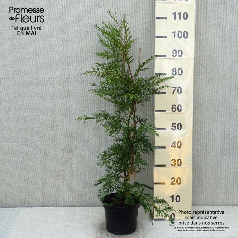 Exemplaar van Cupressocyparis leylandii Castlewellan Gold - Leylandcipres Pot van 4 l/5 l zoals geleverd in de lente