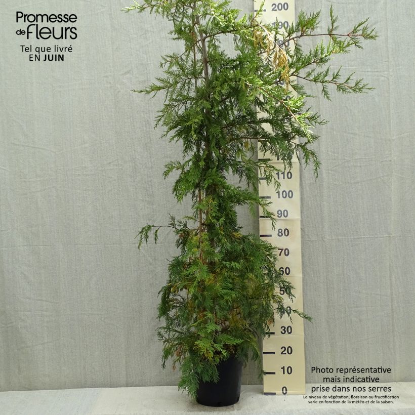 Exemplaar van Cupressocyparis leylandii Castlewellan Gold - Leylandcipres Pot van 6 l/7 l zoals geleverd in de lente