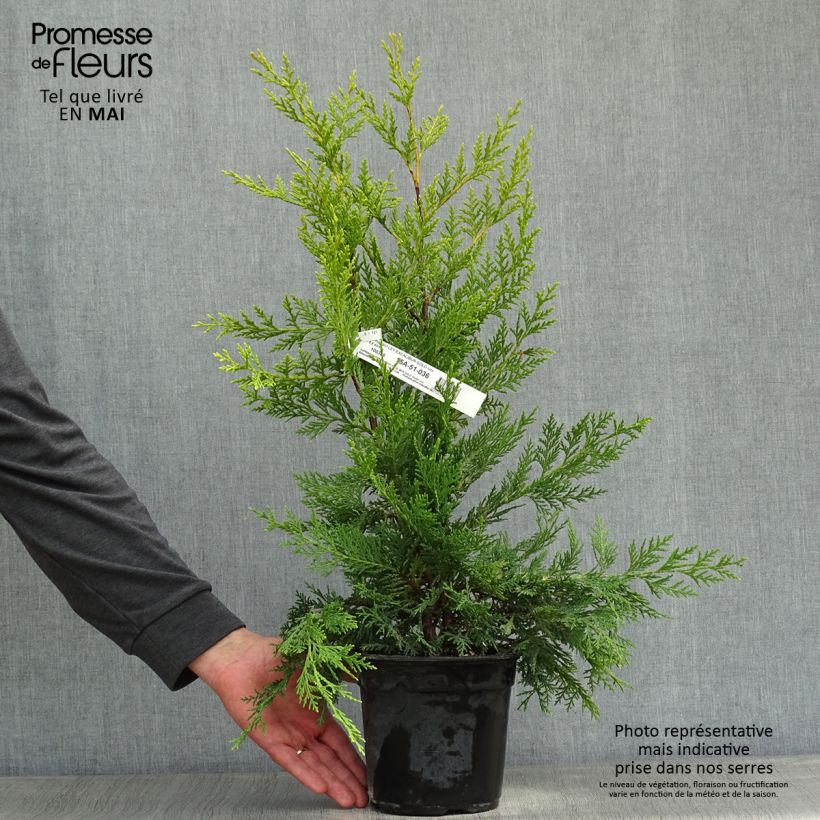 Exemplaar van Cupressocyparis leylandii Excalibur Gold - Leylandcipres Pot van 2 l/3 l zoals geleverd in de lente