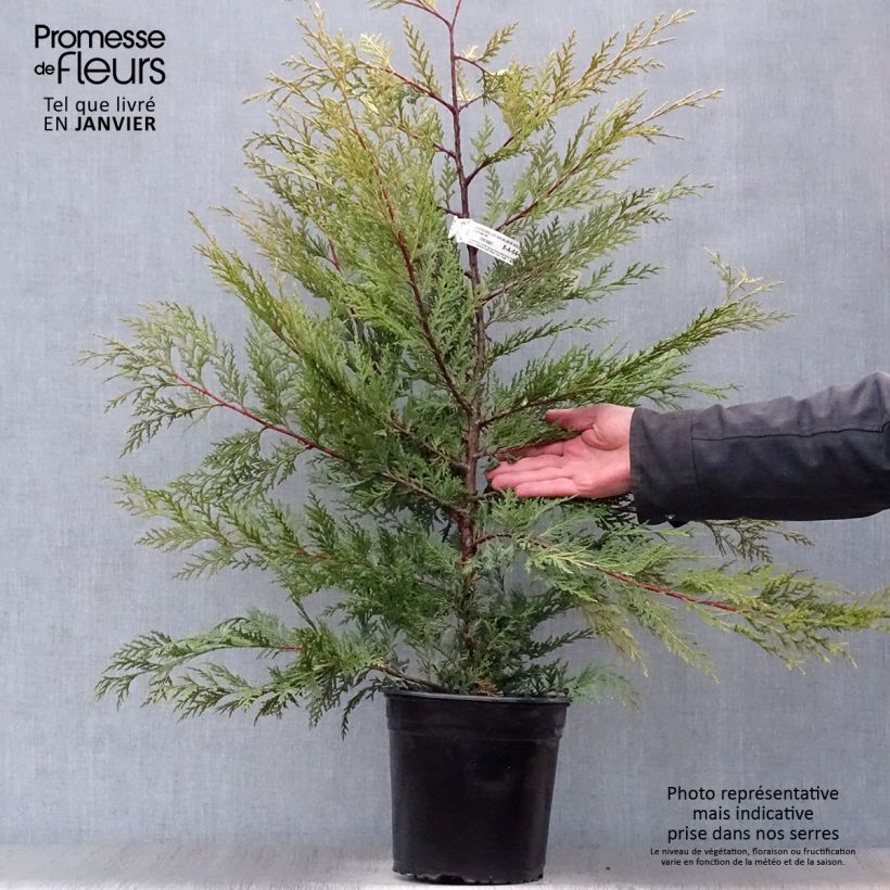 Example of Cupressocyparis leylandii Excalibur Gold - Leylandcipres Pot van 4 l/5 l as you get in hiver