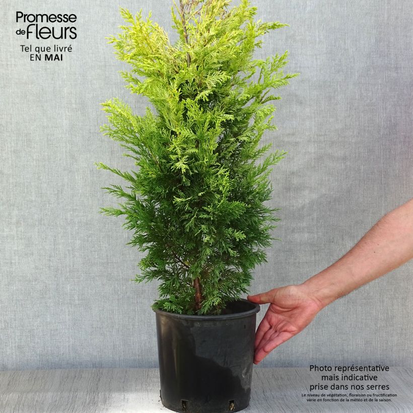 Exemplaar van Cupressocyparis leylandii Gold Rider - Leylandcipres Pot van 6 l/7 l zoals geleverd in de lente