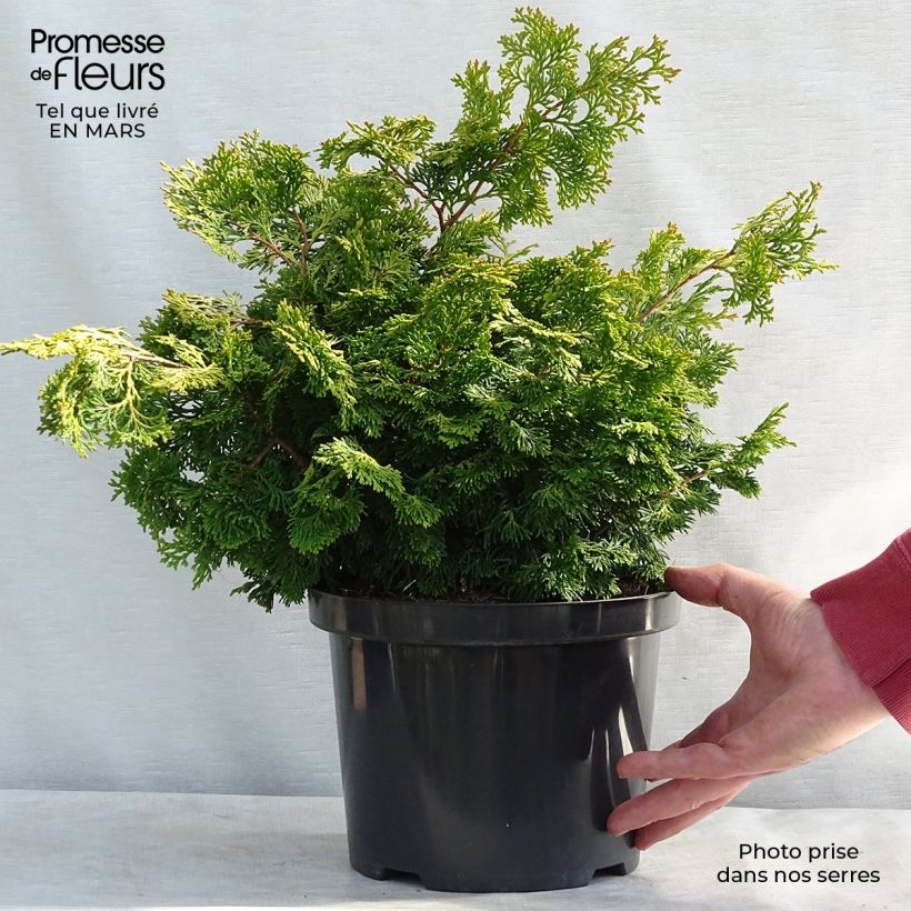Exemplaar van Chamaecyparis obtusa Rashahiba - Hinoki cipres Pot van 4 l/5 l zoals geleverd in de winter