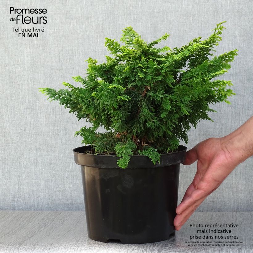 Exemplaar van Chamaecyparis obtusa Fernspray Gold - Hinoki cipres Pot van 4 l/5 l zoals geleverd in de lente