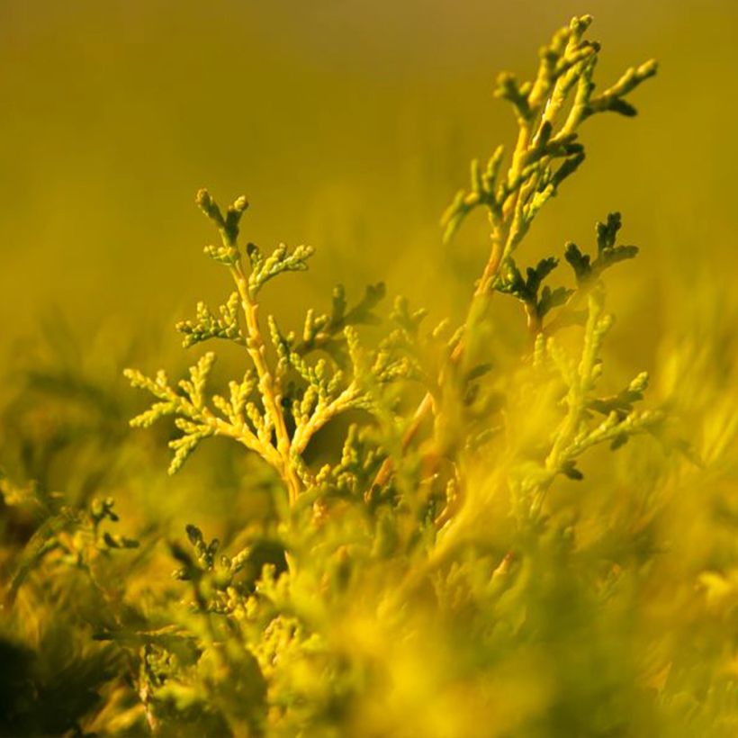 Chamaecyparis obtusa Lucas - Hinoki cipres (Foliage)