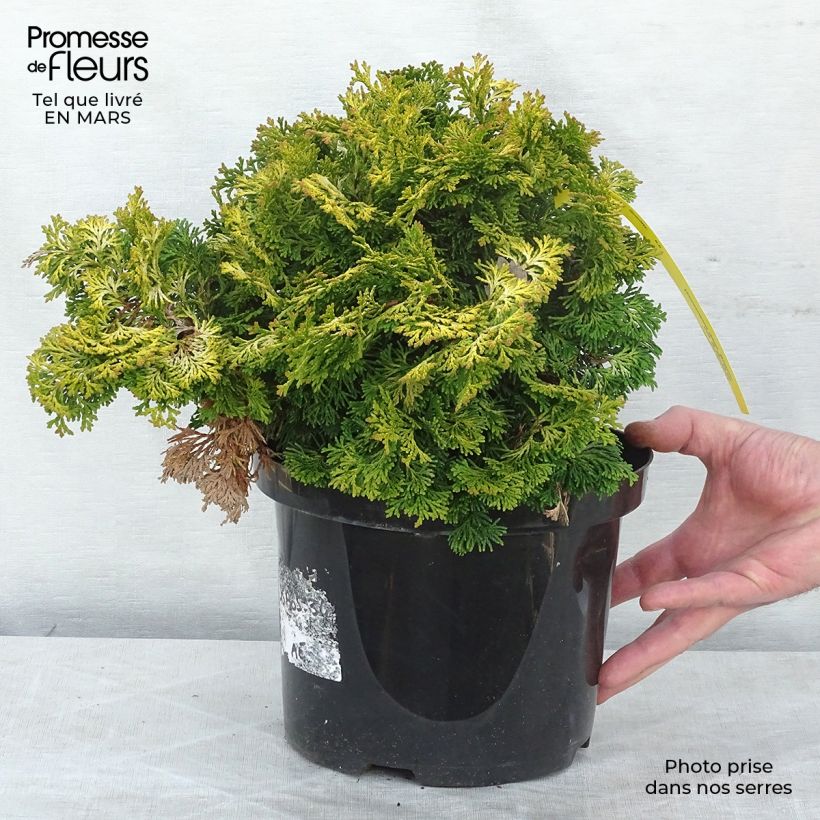 Exemplaar van Chamaecyparis obtusa Maureen - Hinoki cipres Pot van 4 l/5 l zoals geleverd in de lente