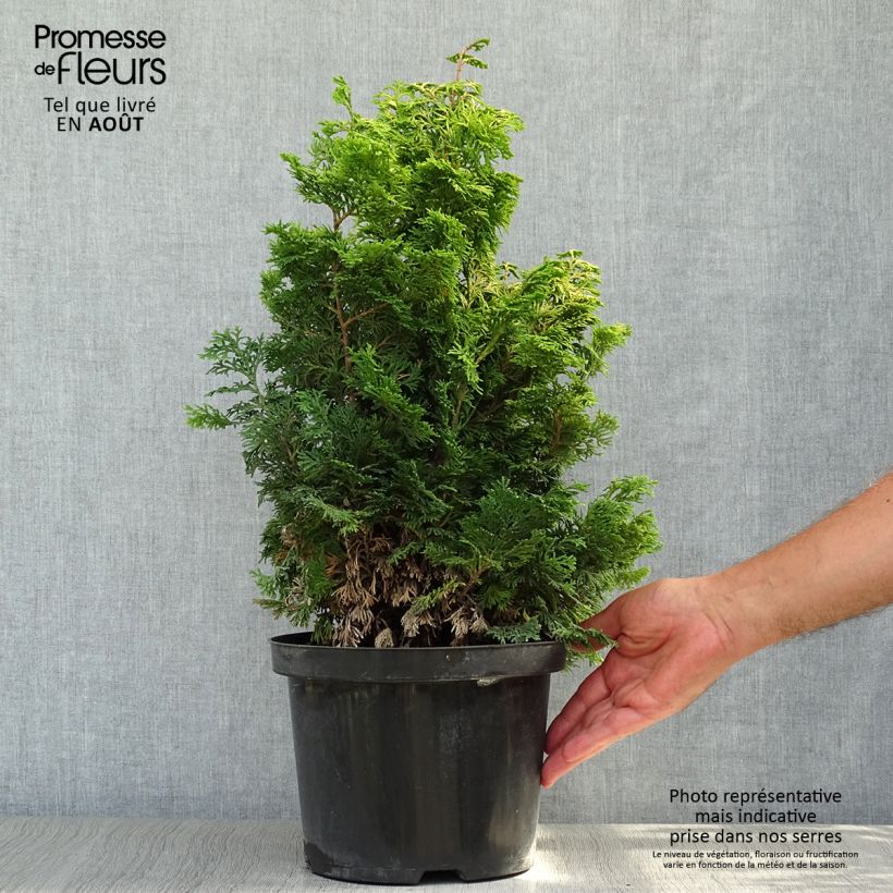 Exemplaar van Chamaecyparis obtusa Maureen - Hinoki cipres Pot van 4 l/5 l zoals geleverd in de zomer